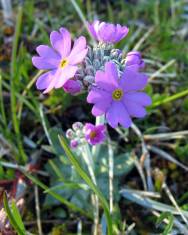 Fotografia da espécie Primula farinosa