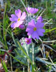 Primula farinosa