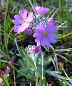 Fotografia da espécie Primula farinosa