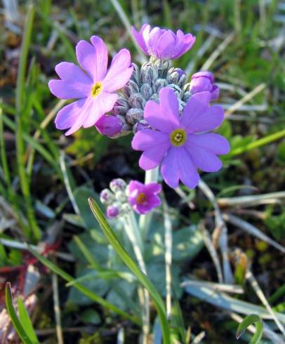 Fotografia de capa Primula farinosa - do Jardim Botânico