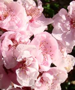 Fotografia da espécie Prunus cerasifera