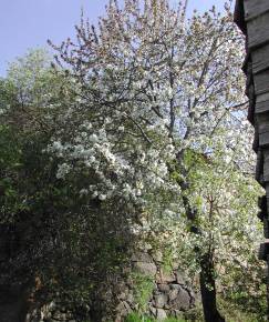 Fotografia da espécie Prunus avium