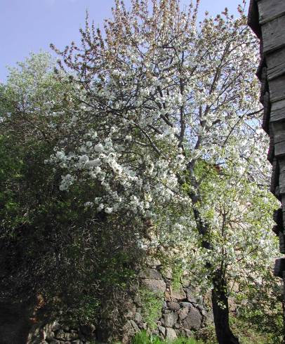 Fotografia de capa Prunus avium - do Jardim Botânico