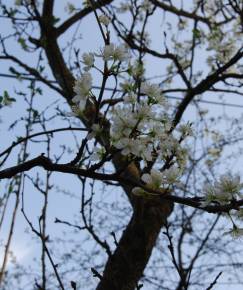 Fotografia da espécie Prunus domestica