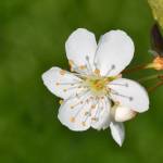 Fotografia 5 da espécie Prunus domestica do Jardim Botânico UTAD