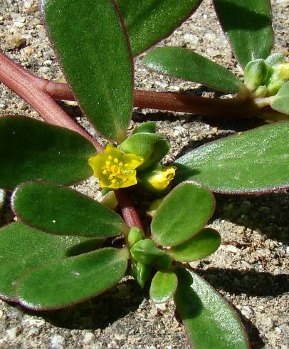 Fotografia de capa Portulaca oleracea subesp. oleracea - do Jardim Botânico