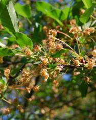 Fotografia da espécie Prunus cerasus