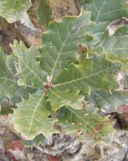 Fotografia da espécie Quercus lusitanica