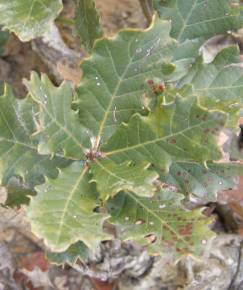 Fotografia da espécie Quercus lusitanica