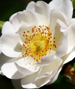 Fotografia da espécie Rosa corymbifera