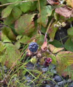 Fotografia da espécie Rubus caesius