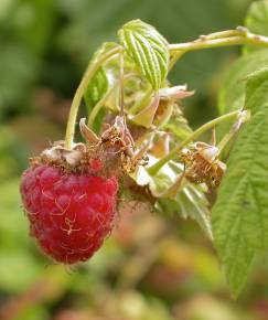 Fotografia da espécie Rubus idaeus