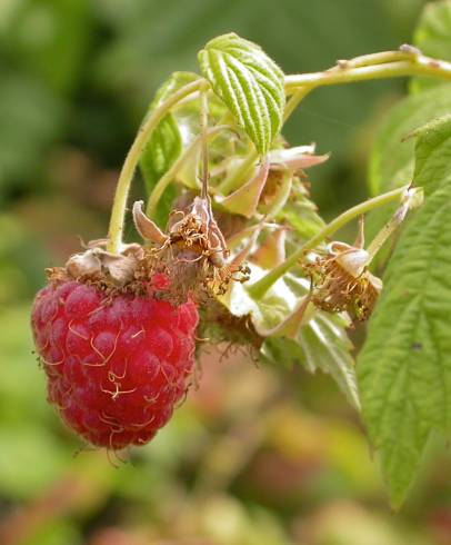 Fotografia de capa Rubus idaeus - do Jardim Botânico