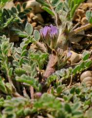 Astragalus sesameus