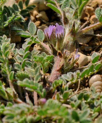 Fotografia de capa Astragalus sesameus - do Jardim Botânico