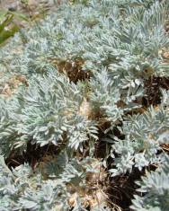 Fotografia da espécie Astragalus tragacantha