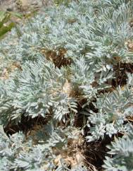 Astragalus tragacantha