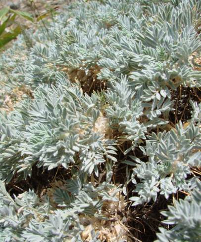 Fotografia de capa Astragalus tragacantha - do Jardim Botânico