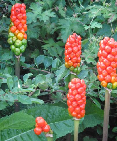 Fotografia de capa Arum italicum - do Jardim Botânico