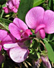 Fotografia da espécie Lathyrus sylvestris