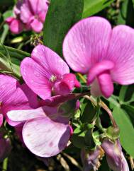 Lathyrus sylvestris