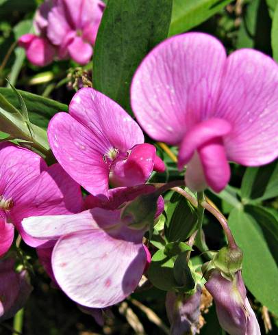 Fotografia de capa Lathyrus sylvestris - do Jardim Botânico