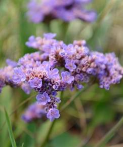 Fotografia da espécie Limonium vulgare