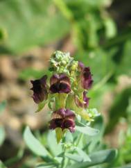 Linaria tristis