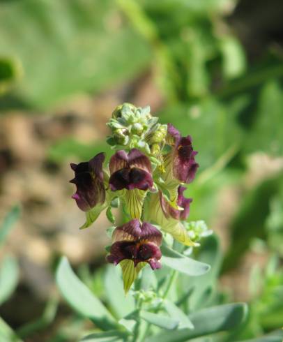 Fotografia de capa Linaria tristis - do Jardim Botânico