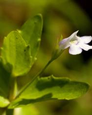 Fotografia da espécie Lindernia dubia