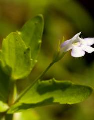 Lindernia dubia