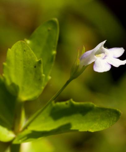 Fotografia de capa Lindernia dubia - do Jardim Botânico