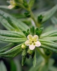 Fotografia da espécie Lithospermum officinale