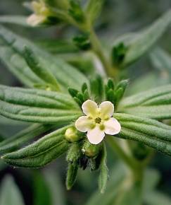 Fotografia da espécie Lithospermum officinale