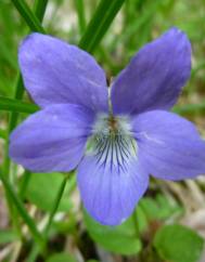 Viola hirta