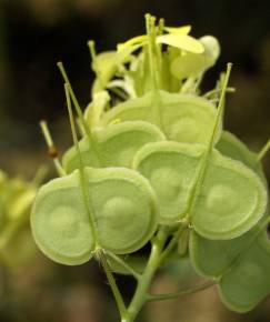 Fotografia da espécie Biscutella auriculata