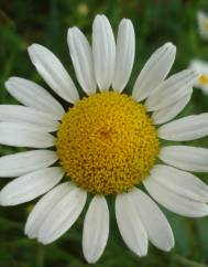 Anthemis austriaca