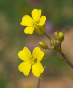 Fotografia da espécie Bunias erucago