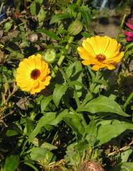 Calendula officinalis