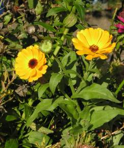 Fotografia da espécie Calendula officinalis