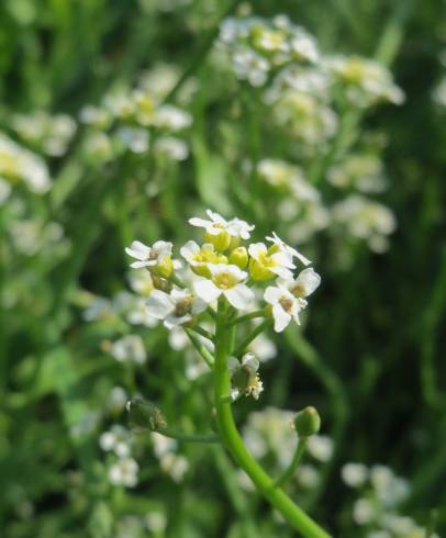 Fotografia de capa Calepina irregularis - do Jardim Botânico