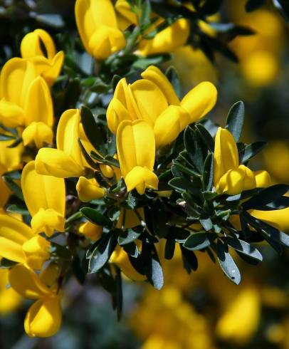 Fotografia de capa Calicotome villosa - do Jardim Botânico