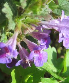 Fotografia da espécie Glechoma hederacea