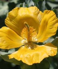 Fotografia da espécie Glaucium flavum