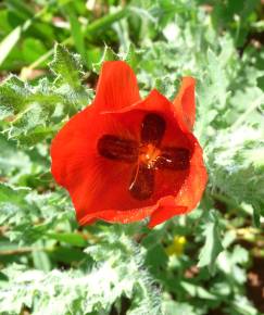 Fotografia da espécie Glaucium corniculatum