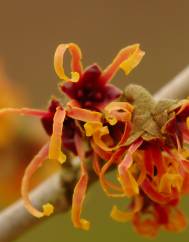 Hamamelis x intermedia