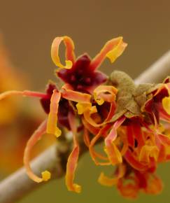 Fotografia da espécie Hamamelis x intermedia