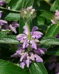 Fotografia da espécie Phlomis herba-venti