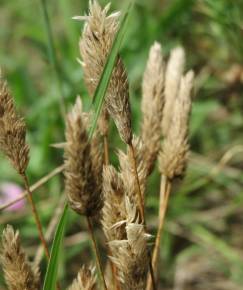 Fotografia da espécie Phleum arenarium