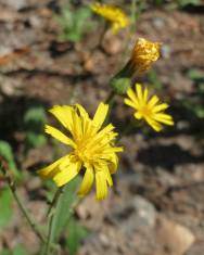 Fotografia da espécie Hieracium murorum